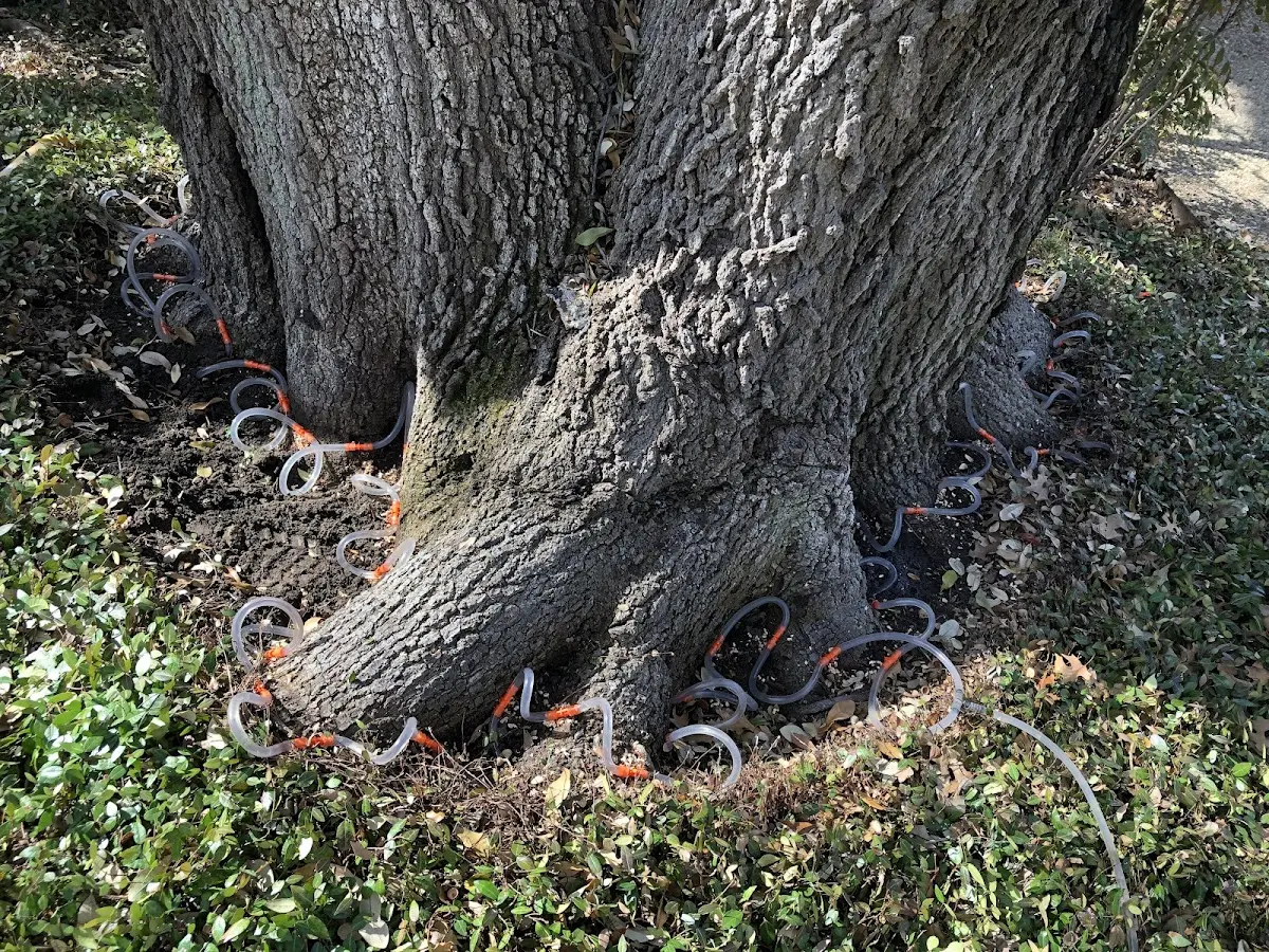 Detailed Tree Cabling and Bracing job site in Swartz Creek